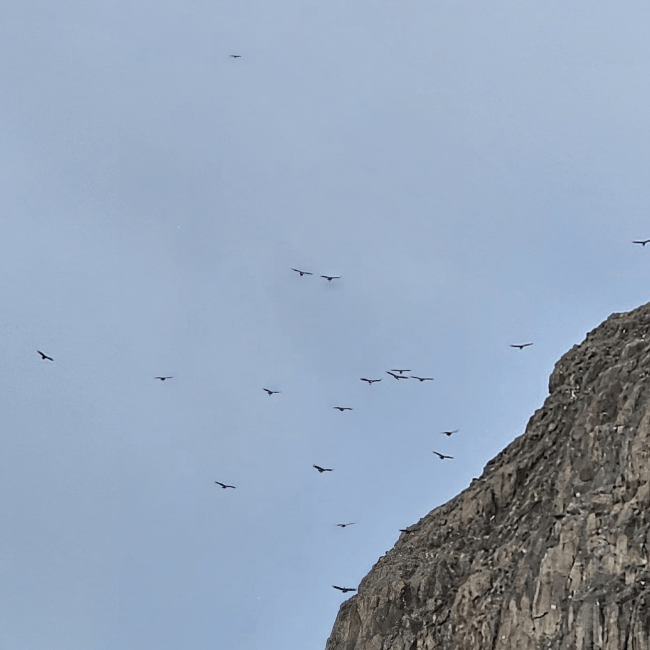condors flying around Mirador condores