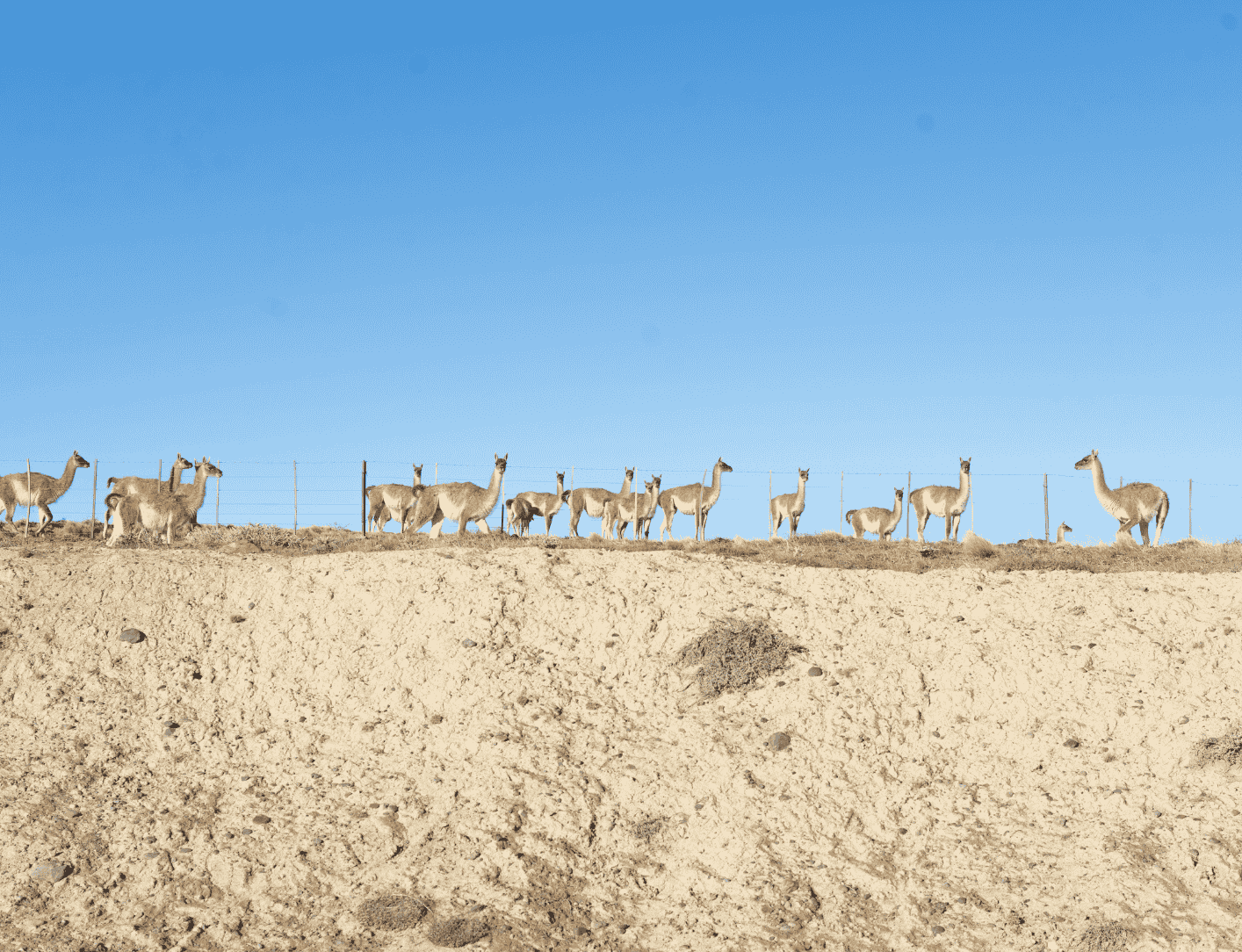 wild Guanacos in natural habitat