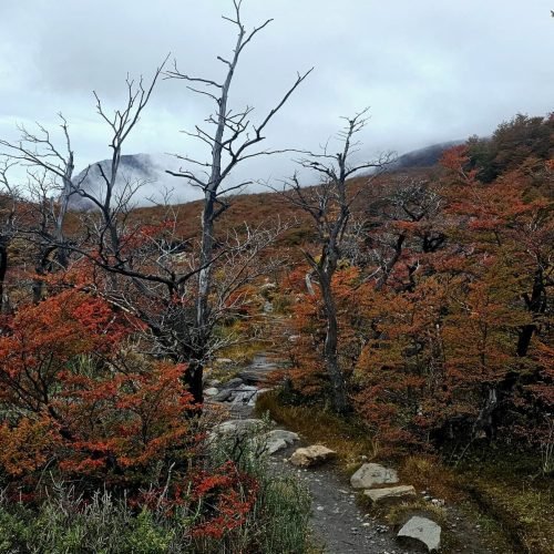 Lenga-trees-in-fall-laguna-torre